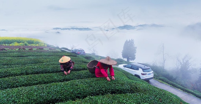 茶山图片