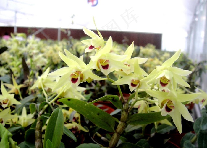 石斛花图片