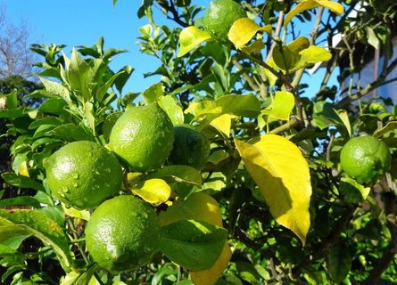 柠檬树图片