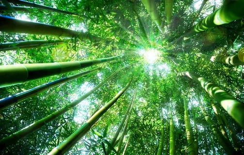 竹林图片 竹林图片