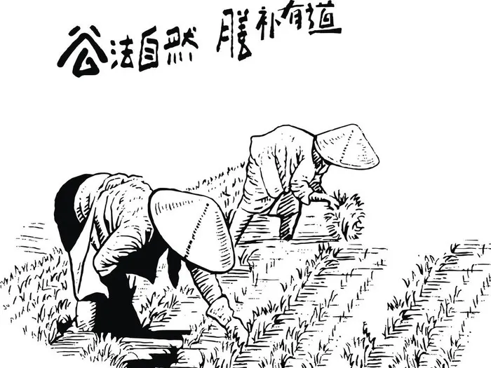 插秧图片