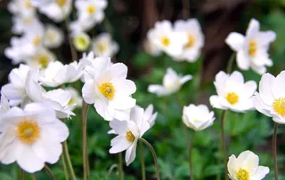 美丽的银莲花图片