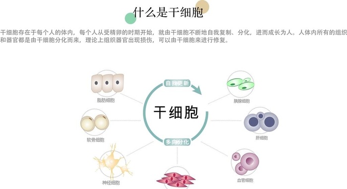 干细胞 分化 矢量图图片cdr矢量模版下载