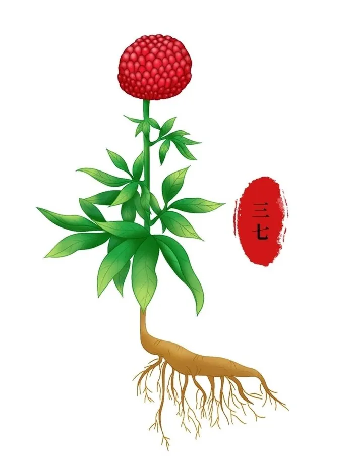 三七手绘植物中医中药高清抠图图片cdr矢量模版下载