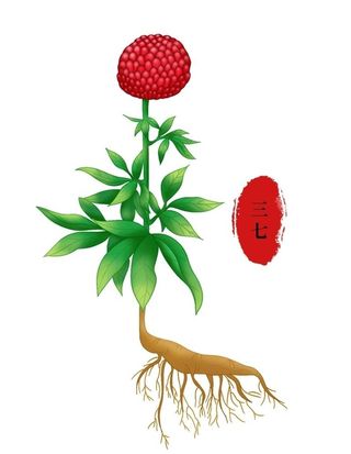 三七手绘植物中医中药高清抠图图片