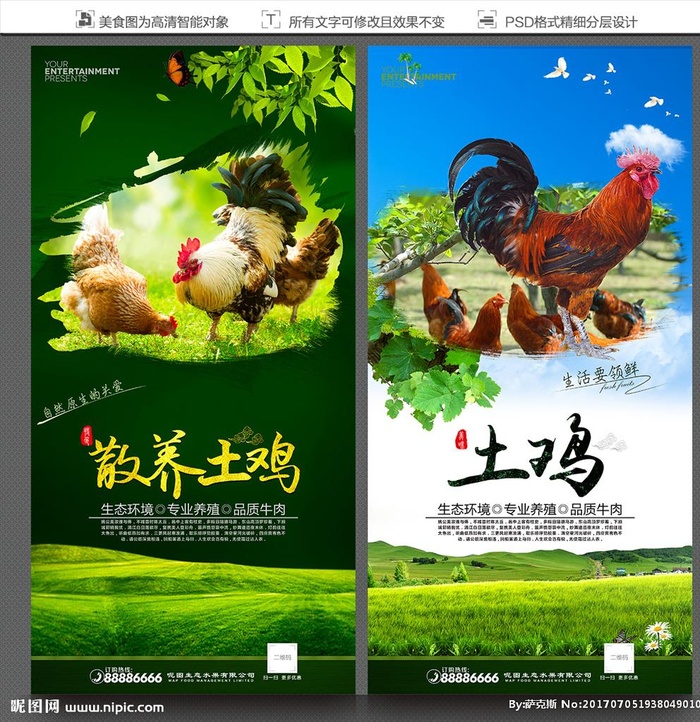 散养土鸡图片