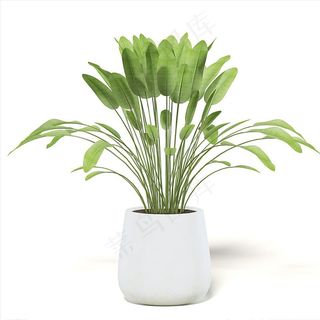 C4D模型 鹤望兰图片