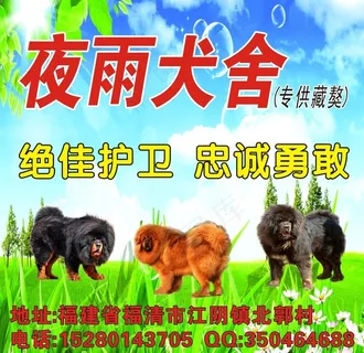藏獒图片