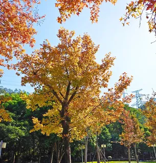 秋枫叶图片 秋枫叶图片