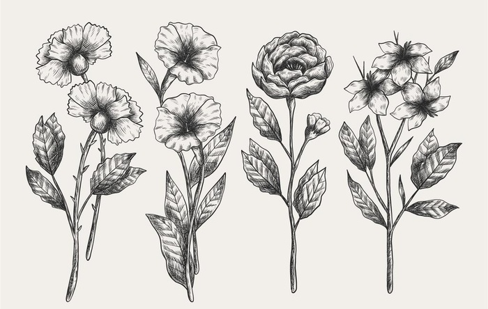 花卉 矢量花图片
