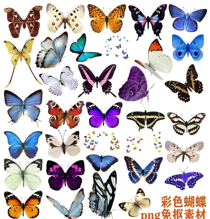 彩色蝴蝶素材图片(6497x6984)psd模版下载