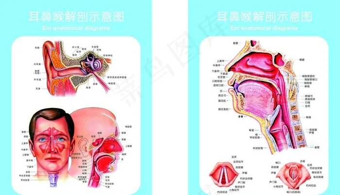 耳鼻喉解剖图图片cdr矢量模版下载