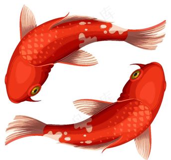 锦鲤卡通矢量图图片