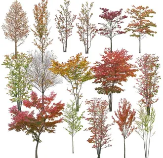 树 景观 绿化 植物 秋天图片