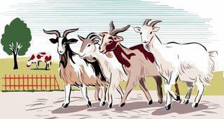 农场羊群卡通矢量手绘畜禽图片