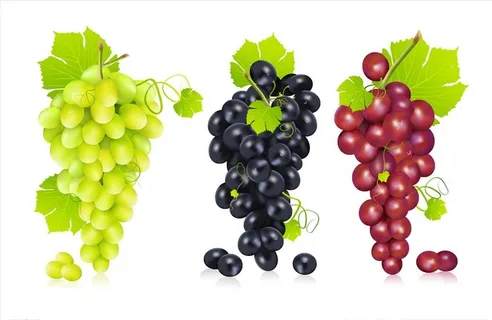 手绘葡萄图片
