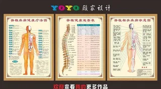 脊柱示意图图片