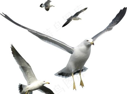 海鸥图片