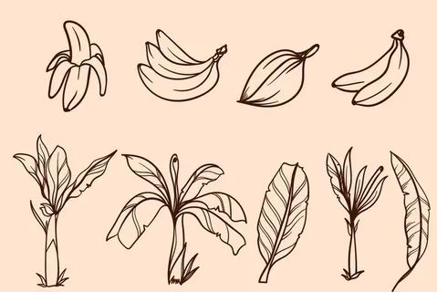 卡通手绘香蕉树图片