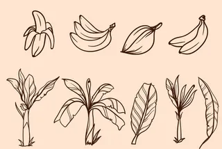 卡通手绘香蕉树图片