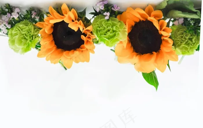 向日葵图片