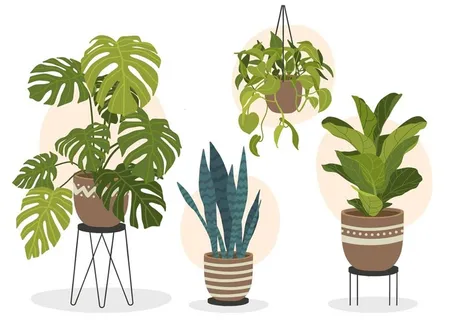 盆栽 图片 盆栽 图片