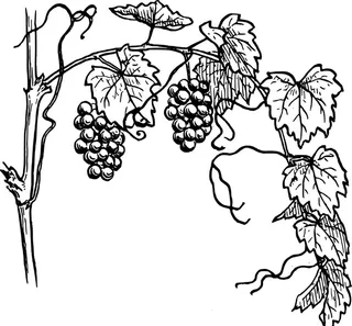 手绘葡萄图片
