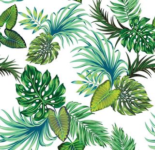 手绘热带叶子图片