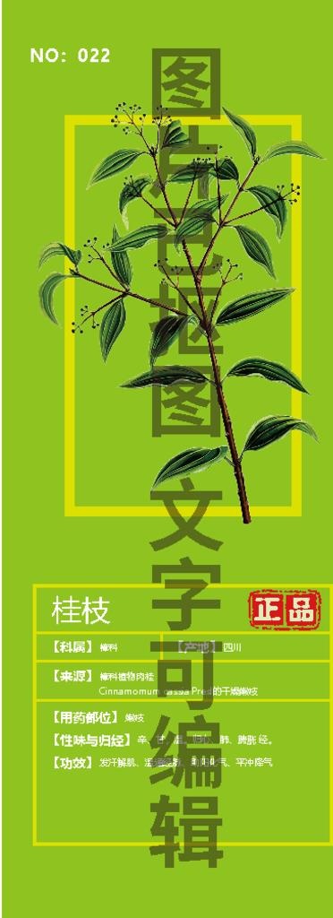 桂枝图片ai矢量模版下载