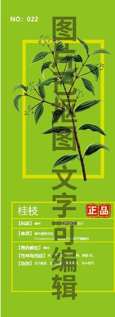 桂枝图片ai矢量模版下载