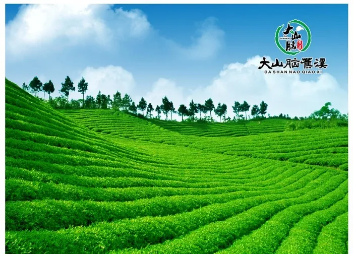 绿茶园图片cdr矢量模版下载