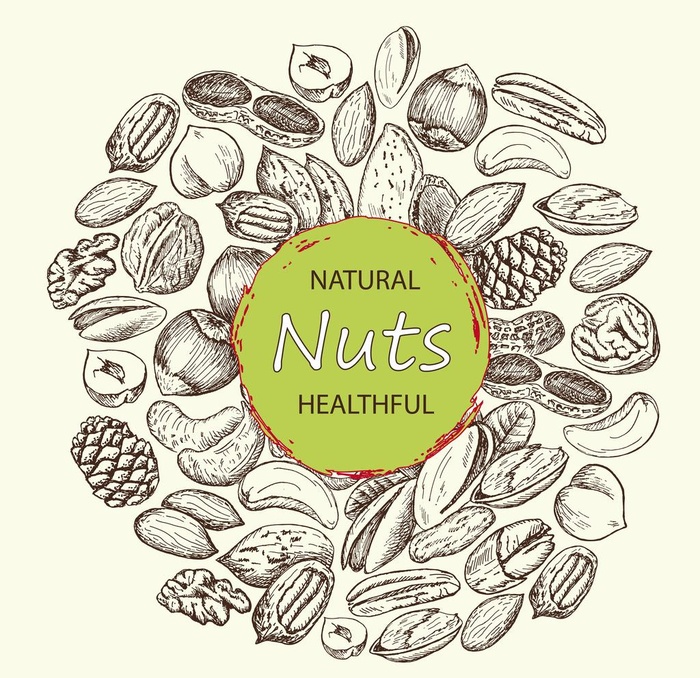 手绘坚果图片