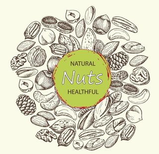手绘坚果图片