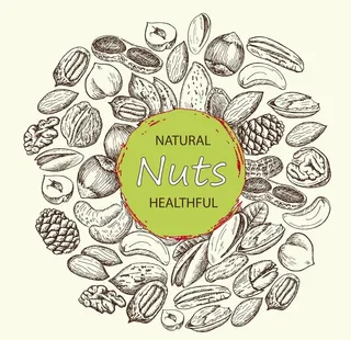 手绘坚果图片