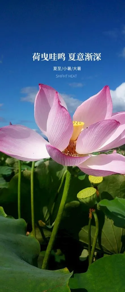 小暑节气日海报图片psd模版下载