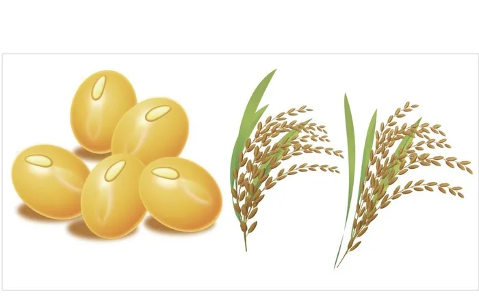 水稻黄豆图片ai矢量模版下载