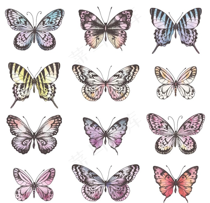 蝴蝶水彩插画图片