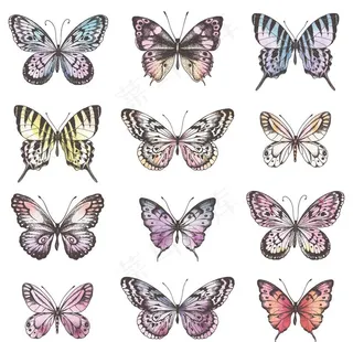 蝴蝶水彩插画图片