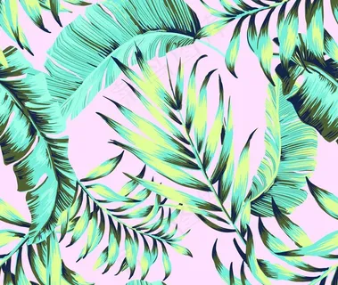 椰树花图片 椰树花图片