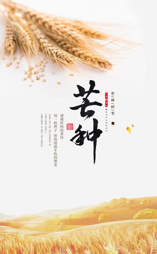 芒种海报 图片(3543x5906)psd模版下载