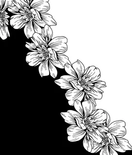 大牌 定位花 花卉图片