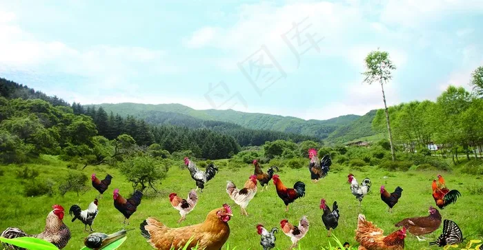 养鸡场图片psd模版下载