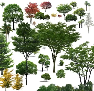 乔木类图片