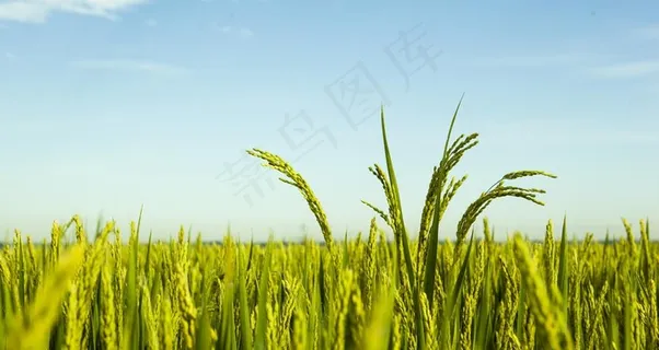 水稻图片