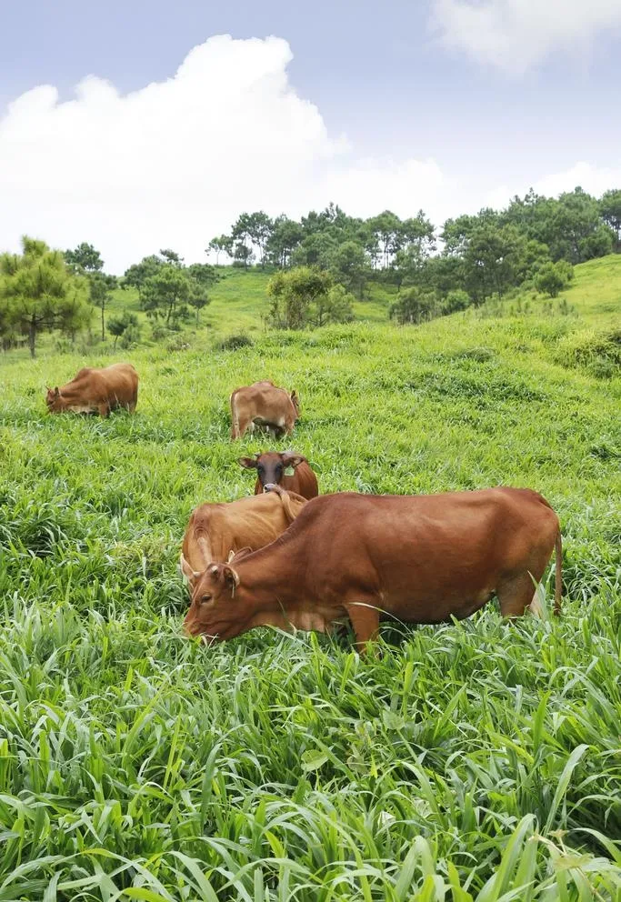 云南牛旭牧场 黄牛 草原牧场 图片