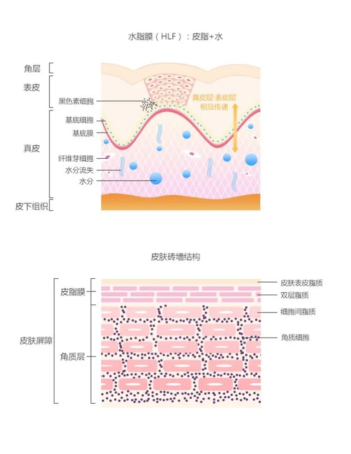 水脂膜  皮肤砖墙结构细节图图片(600x800)psd模版下载
