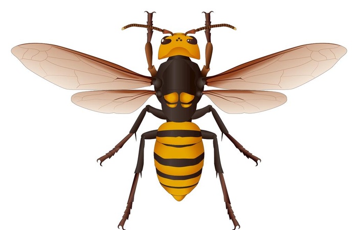 蜜蜂矢量图素材图片