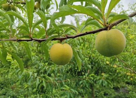 蜂糖李图片 蜂糖李图片