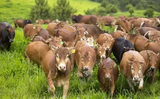 云南牛旭牧场 黄牛 草原牧场 图片