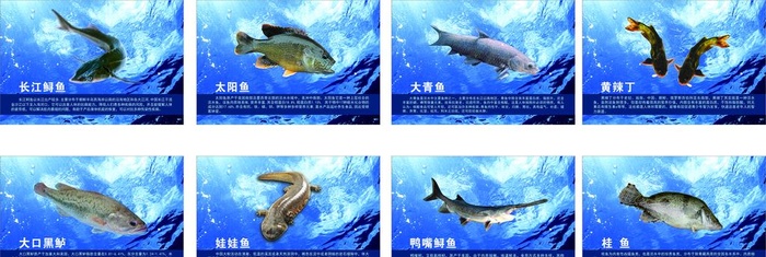 鱼类介绍图片